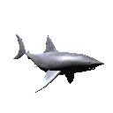 Shark GIF